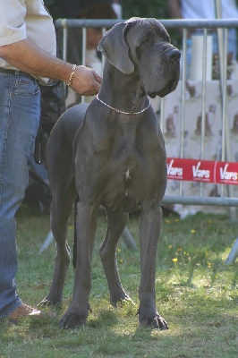 Hugo 1er excellent ring d'honneur CAC a la national