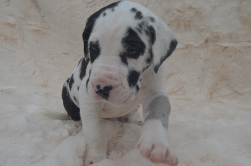 du domaine de l'ostrevent - Dogue allemand - Portée née le 30/08/2013