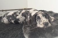 Linus